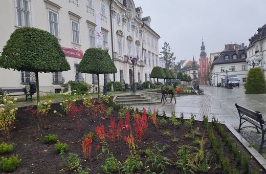 Więcej zieleni w sercu Cieplic