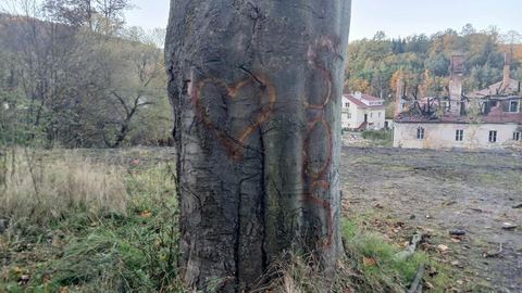 Drzewo woła o pomoc