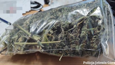 Jeleniogórscy policjanci zatrzymali 47–latka podejrzanego o uprawę i posiadanie znacznych ilości narkotyków