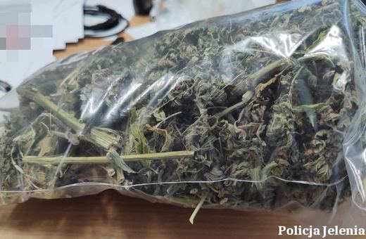 Jeleniogórscy policjanci zatrzymali 47–latka podejrzanego o uprawę i posiadanie znacznych ilości narkotyków