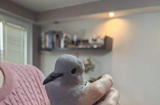 Ptaki wlatują do mieszkań