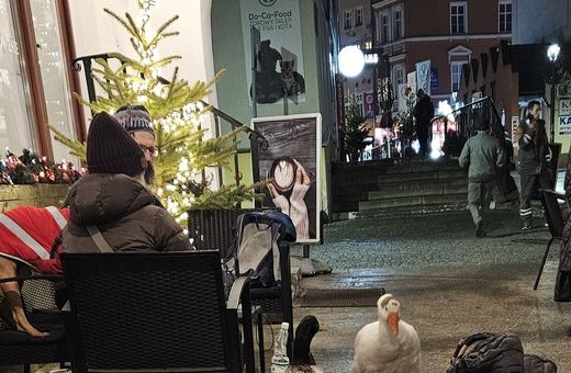 Gęś Sunny i kaczor Wirek spacerowali po Placu Ratuszowym