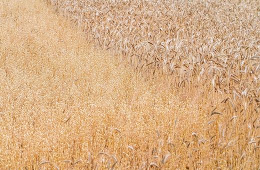 Obowiązkowe i dobrowolne ubezpieczenia rolnicze. Jak zabezpieczyć gospodarstwo przed utratą płynności?
