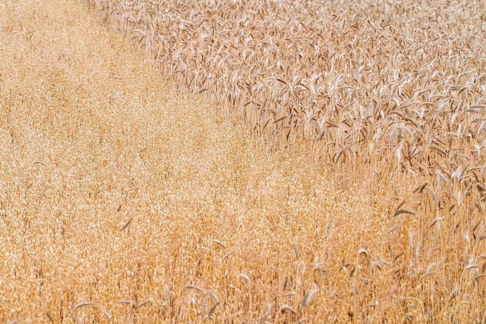 Obowiązkowe i dobrowolne ubezpieczenia rolnicze. Jak zabezpieczyć gospodarstwo przed utratą płynności?