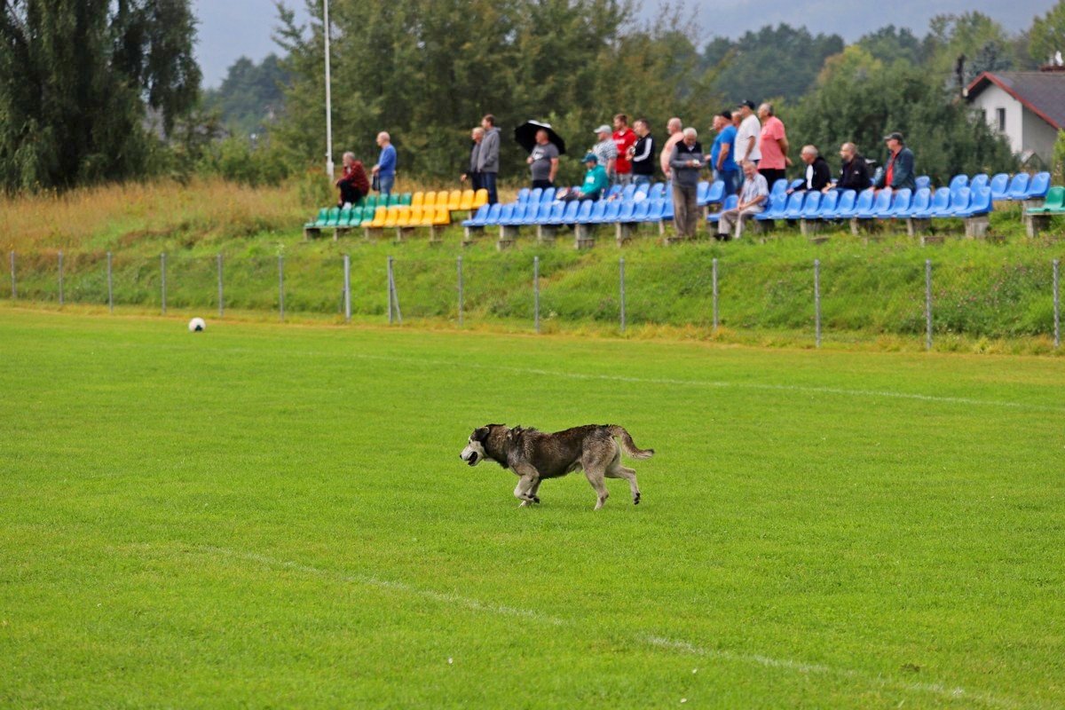 zwyciestwo-z-dedykacja-100277