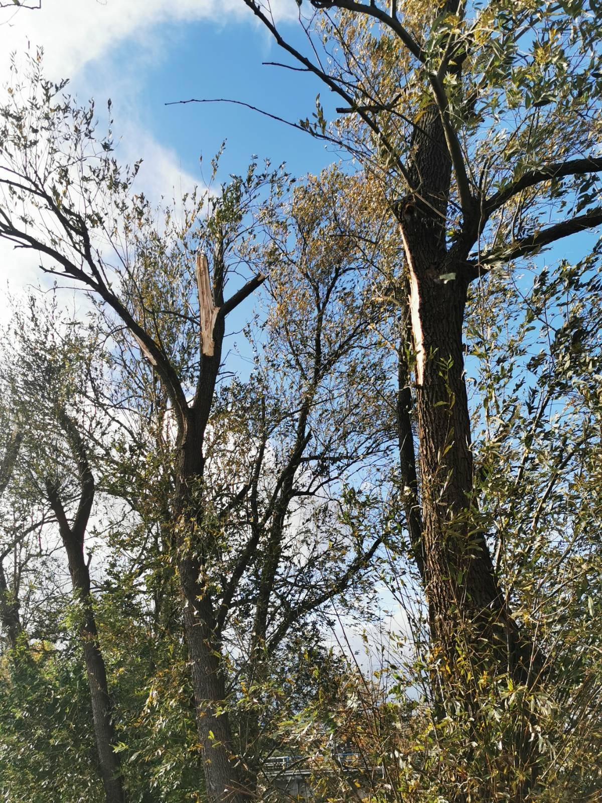usuwanie-skutkow-wichury-100492