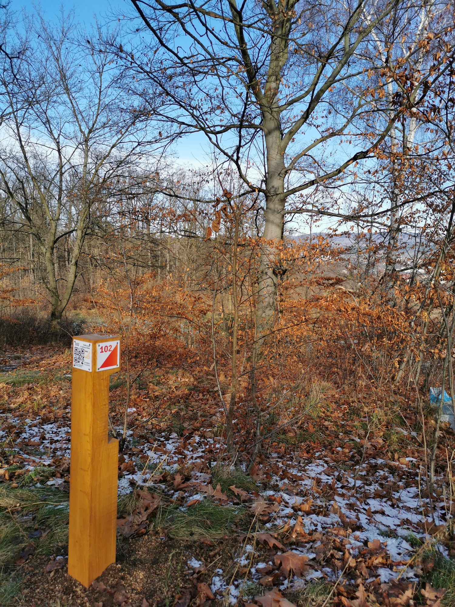 znajdz-sie-w-lesie-101438