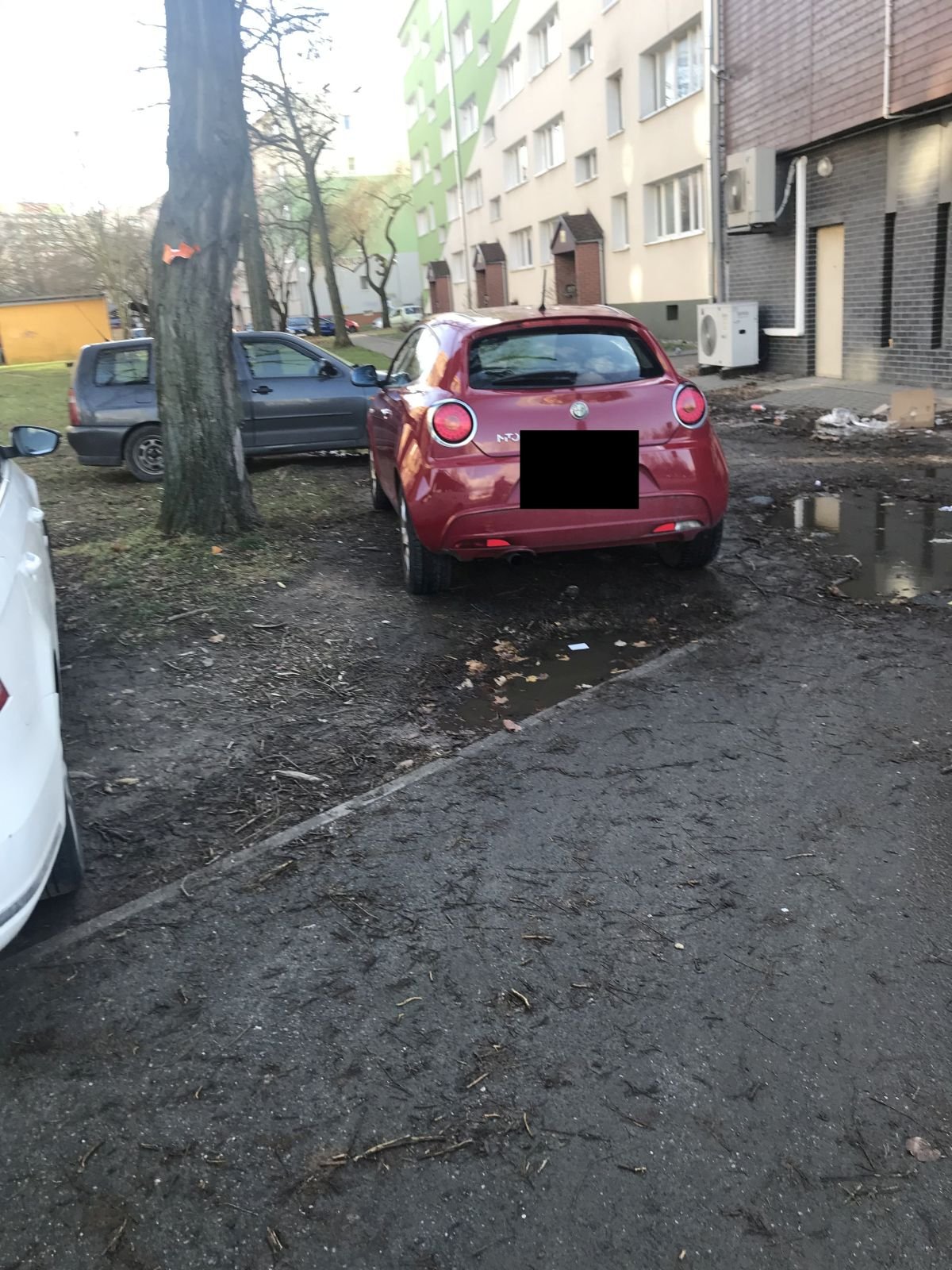 dziki-parking-101625