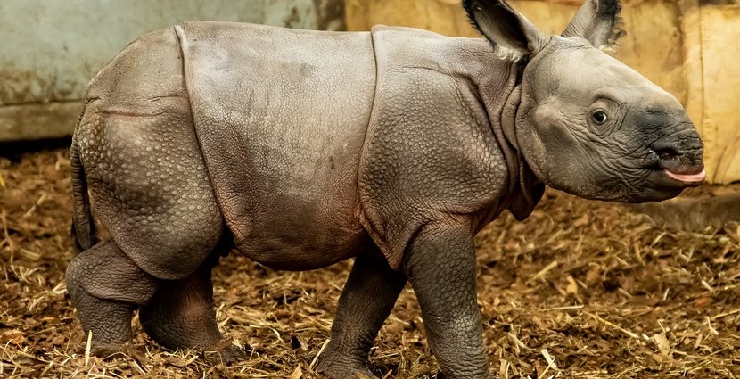 narodziny-w-zoo-102246
