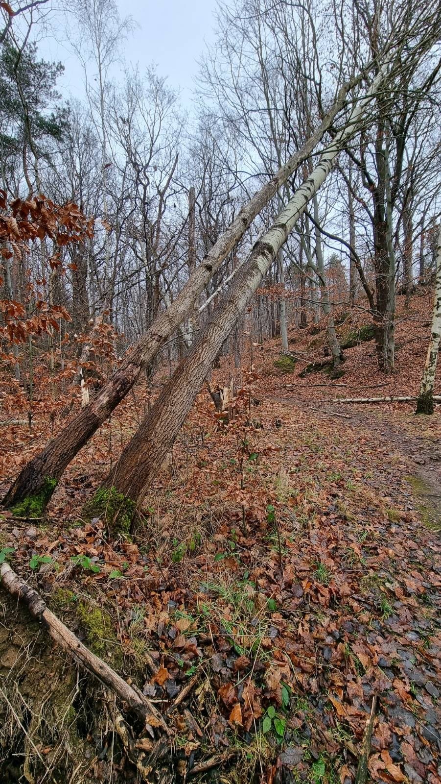 niebezpieczna-sciezka-102468
