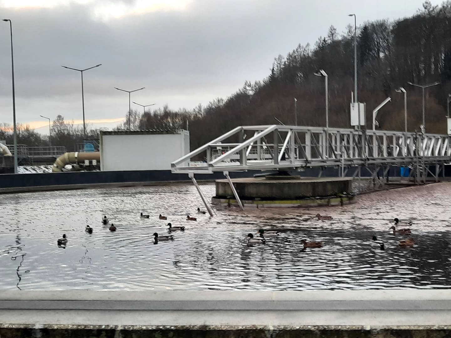 pracownicy-wodnika-uratowali-jelonka-102837