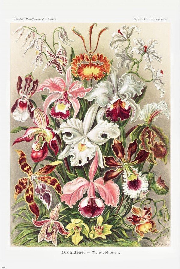 Tablica orchidei autorstwa E. Haeckela/fot. posterlounge.pl