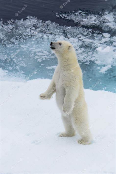 dzien-niedzwiedzia-polarnego-103544