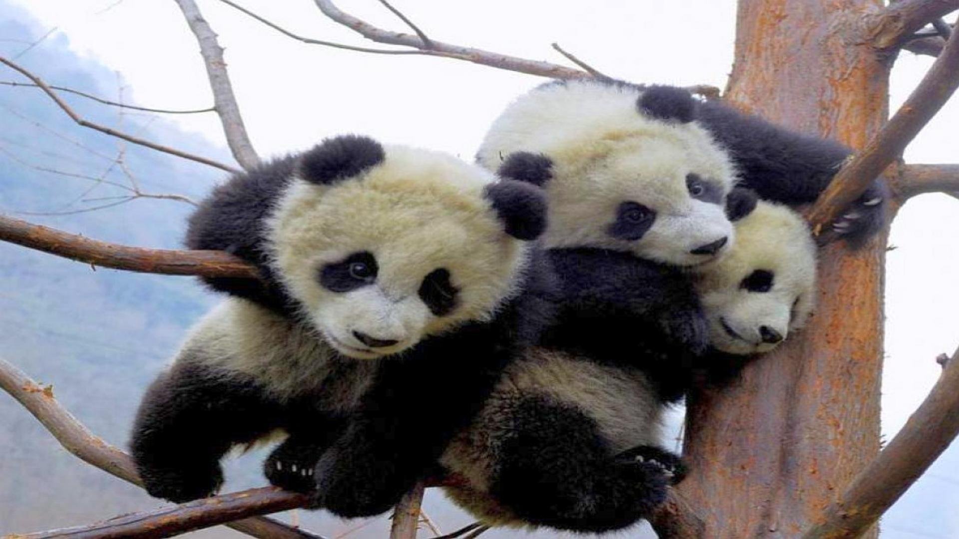 dzien-pandy-103975