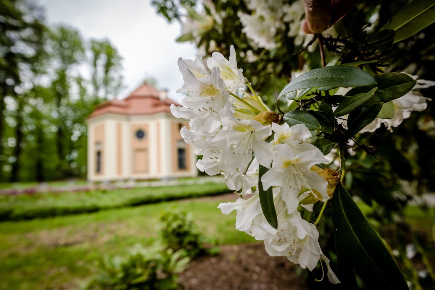 ksiaz-w-rododendronach-105726