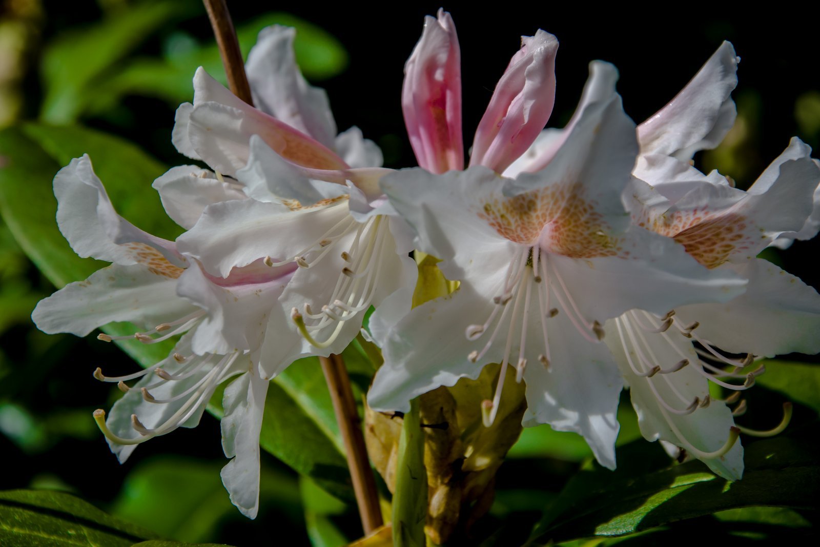 ksiaz-w-rododendronach-105726
