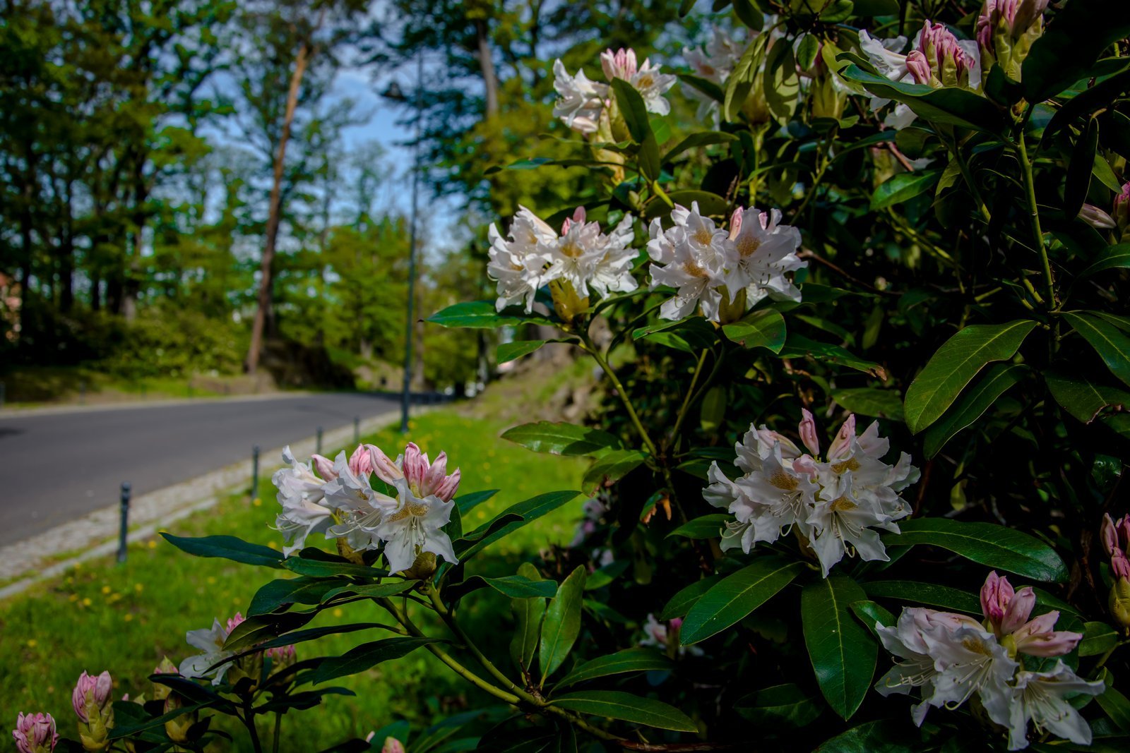 ksiaz-w-rododendronach-105726