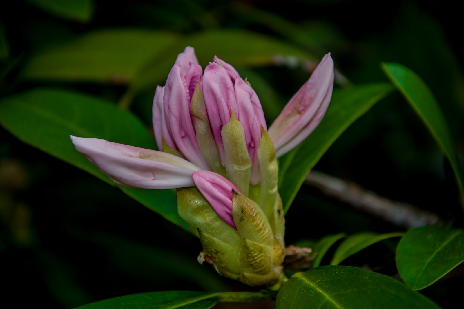 ksiaz-w-rododendronach-105726