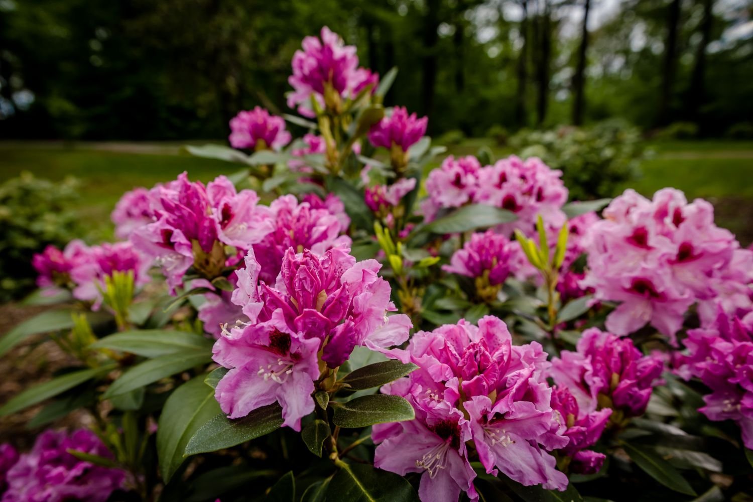 ksiaz-w-rododendronach-105726