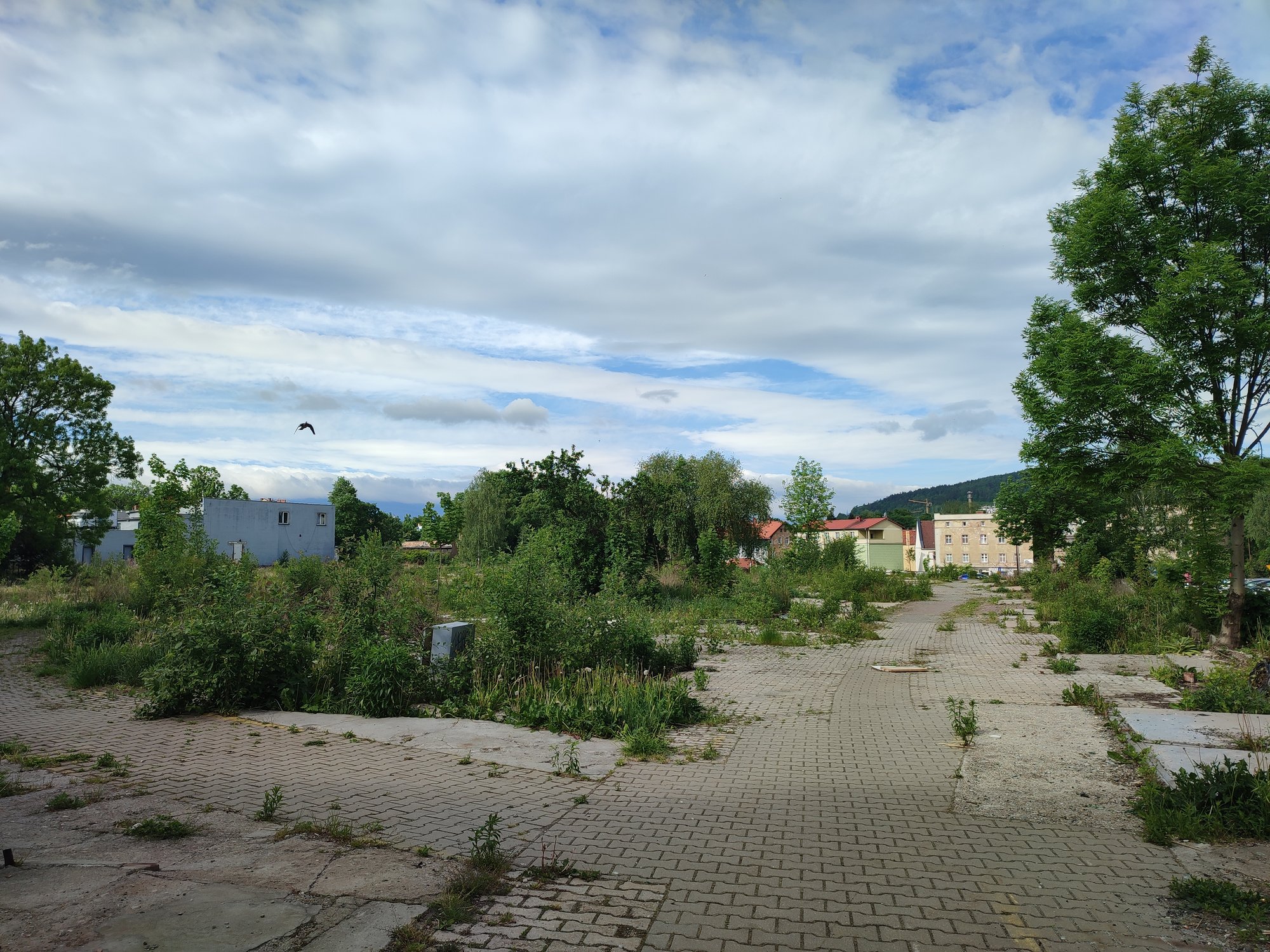 uporzadkuja-teren-po-targowisku-106097