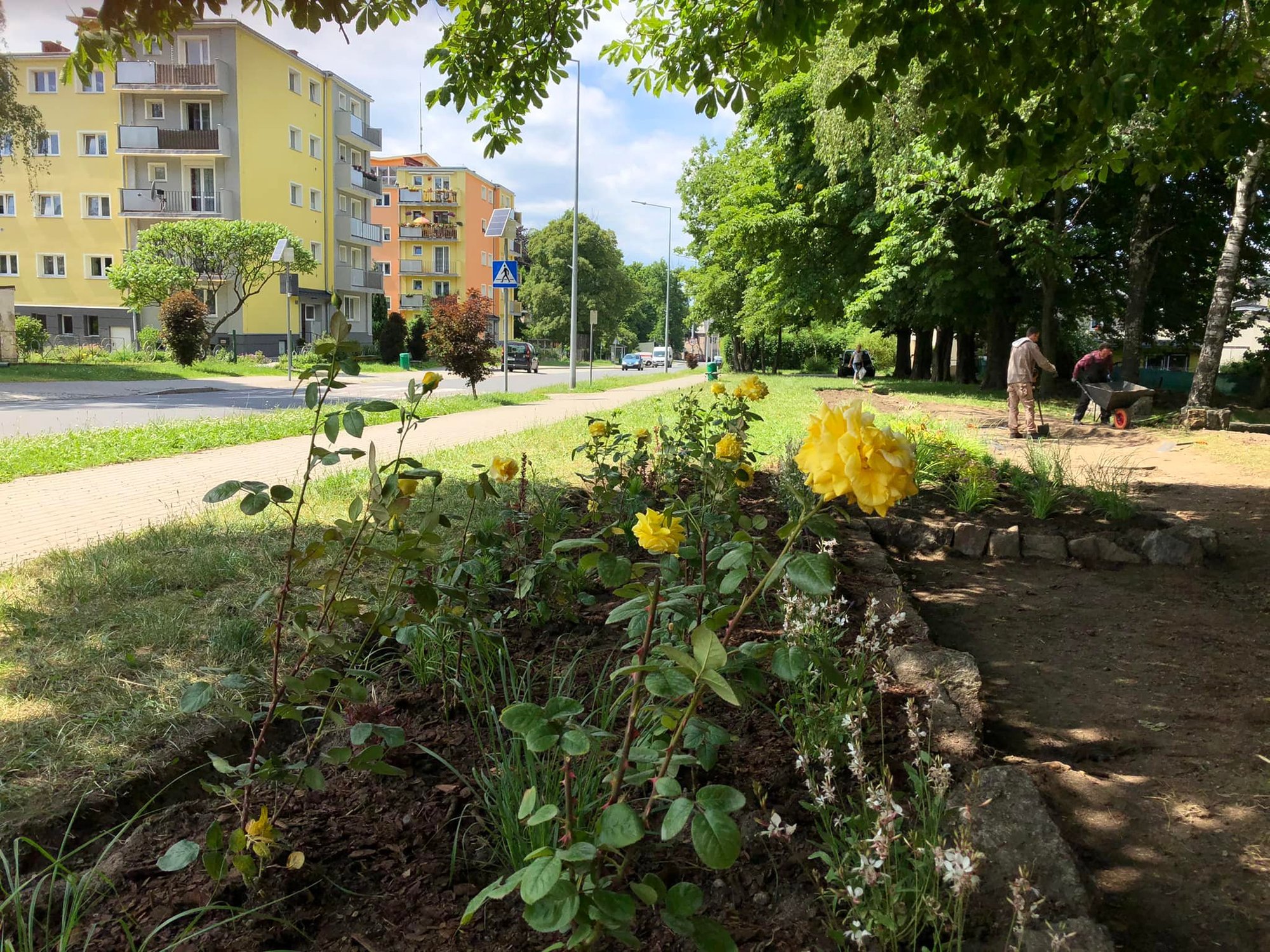 beda-miejskie-skwery-przyjazne-zapylaczom-106621