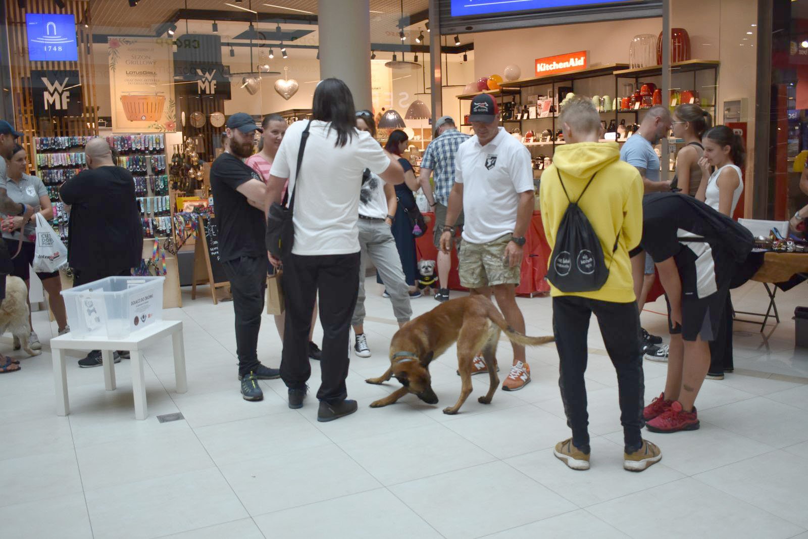 psie-targi-w-nowym-rynku-108079