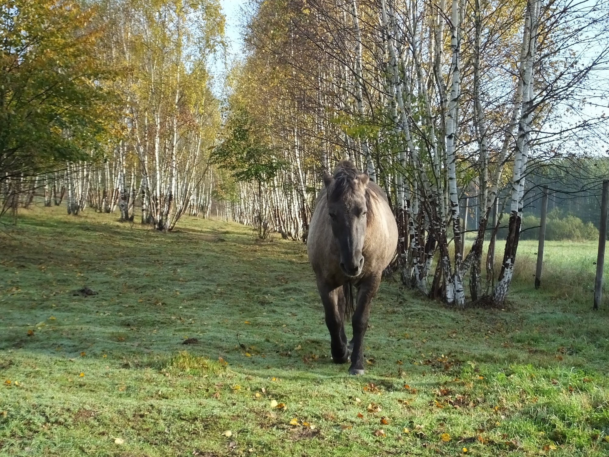 na-farmie-osla-dolina-108221