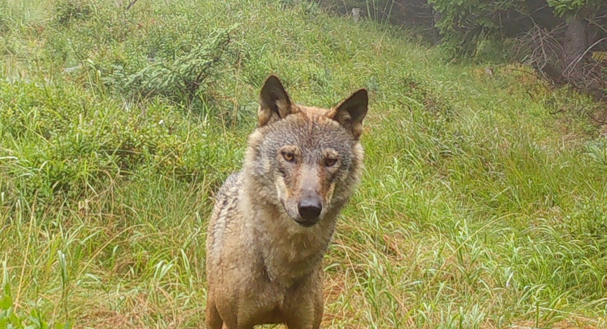 wilk-w-fotopuapce-108459