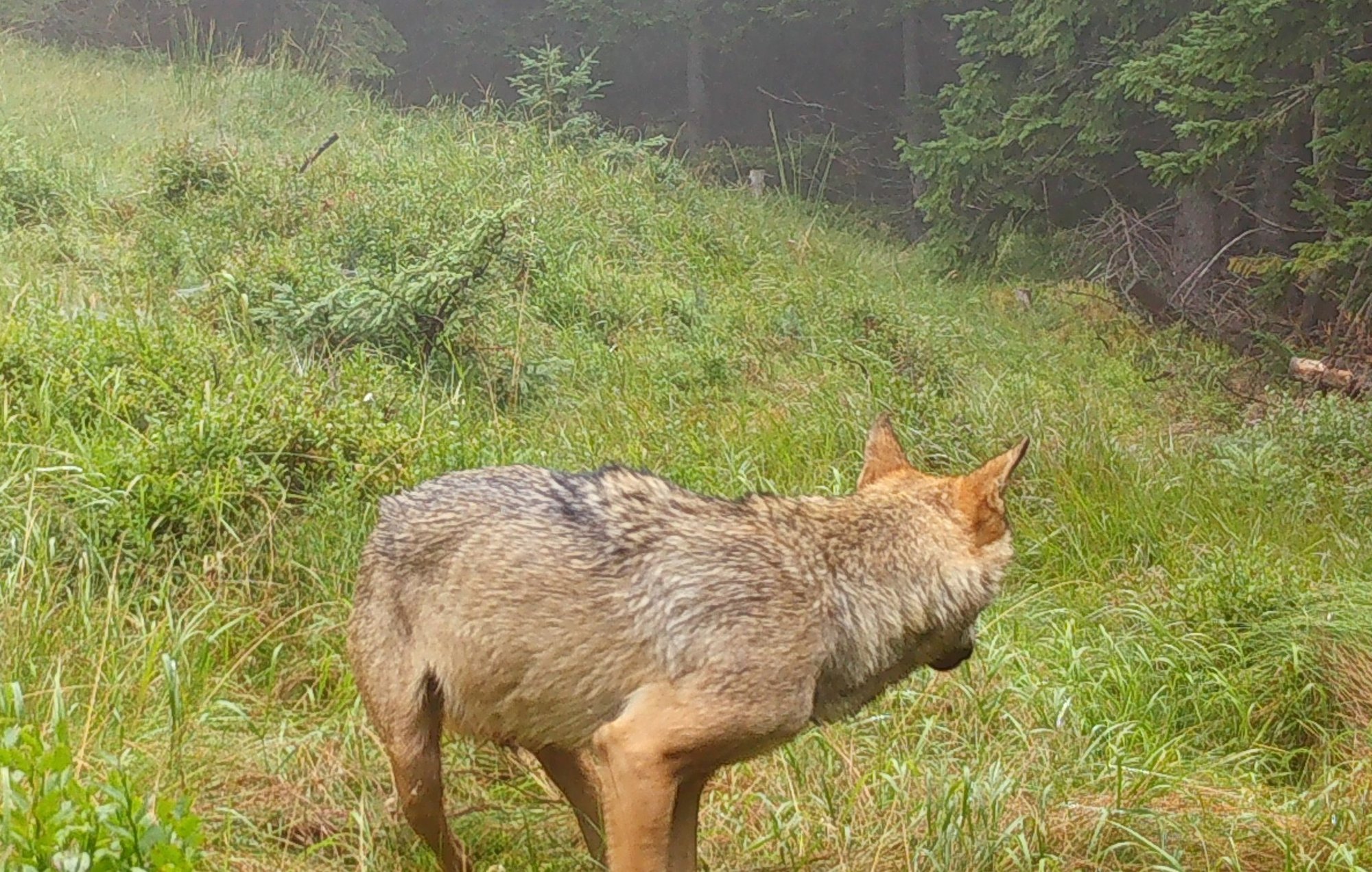 wilk-w-fotopuapce-108459