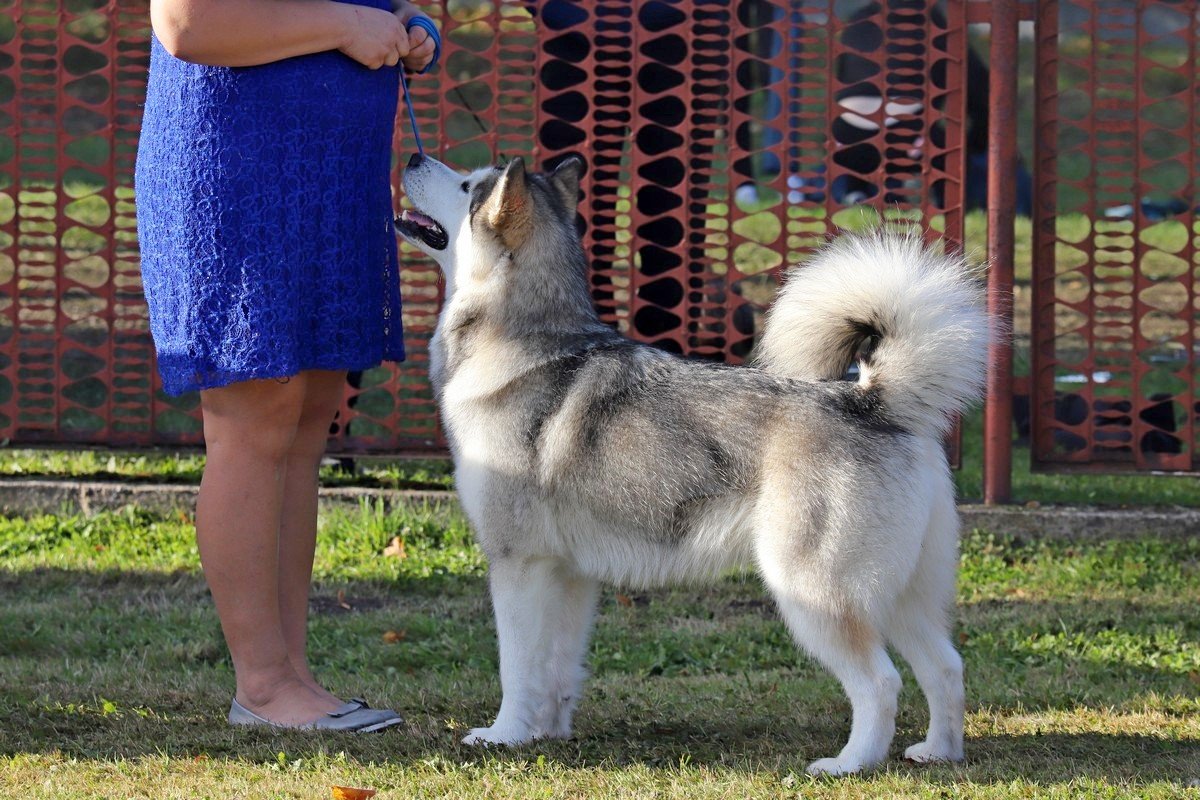 jubileuszowa-wystawa-psow-rasowych-108846