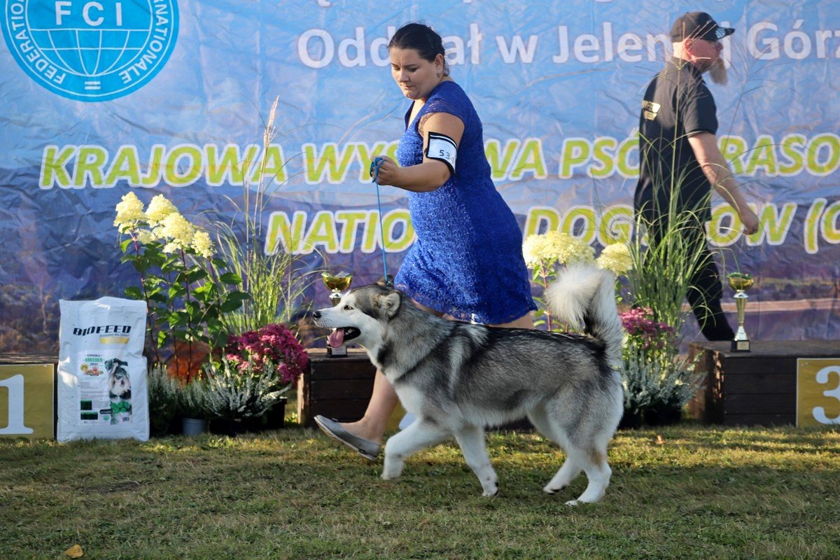 jubileuszowa-wystawa-psow-rasowych-108846