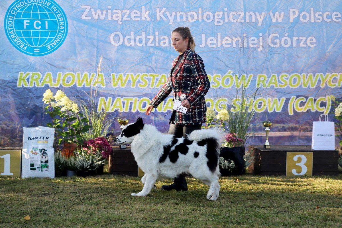 jubileuszowa-wystawa-psow-rasowych-108846