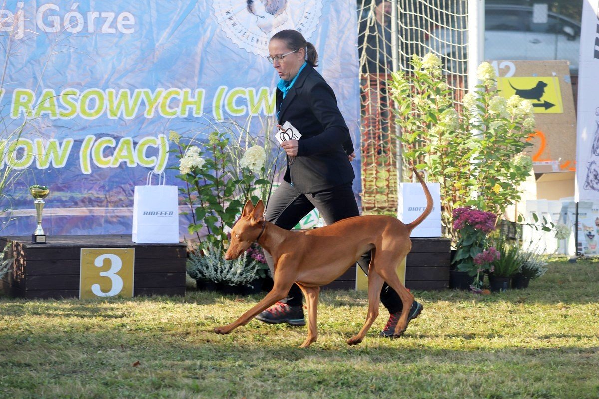 jubileuszowa-wystawa-psow-rasowych-108846