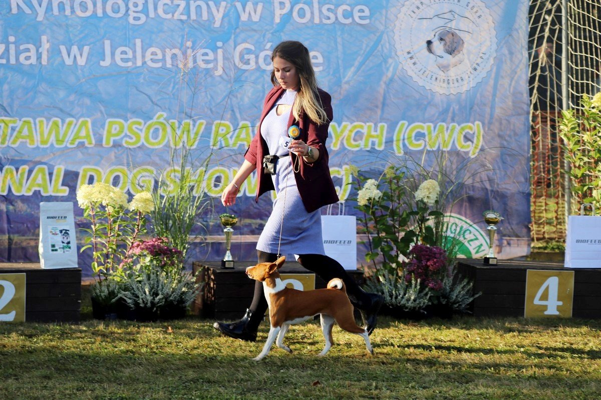 jubileuszowa-wystawa-psow-rasowych-108846