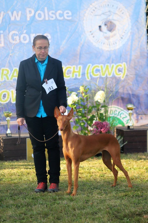 jubileuszowa-wystawa-psow-rasowych-108846