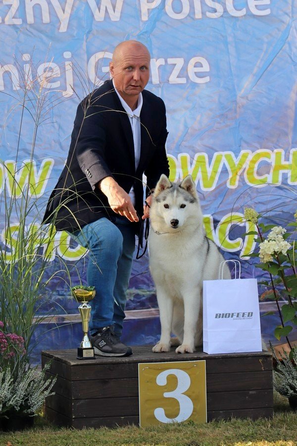 jubileuszowa-wystawa-psow-rasowych-108846