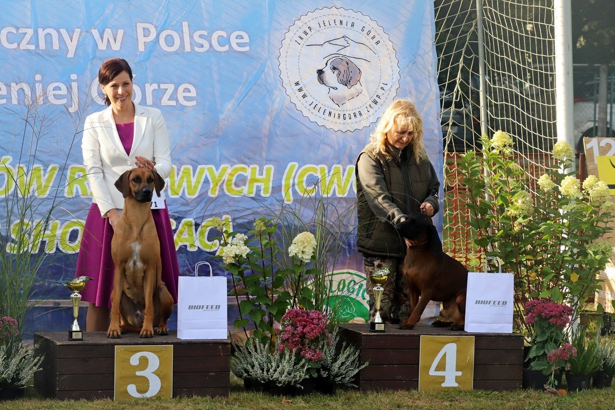 jubileuszowa-wystawa-psow-rasowych-108846