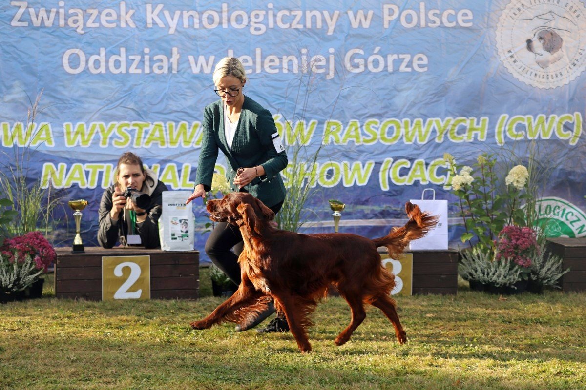 jubileuszowa-wystawa-psow-rasowych-108846