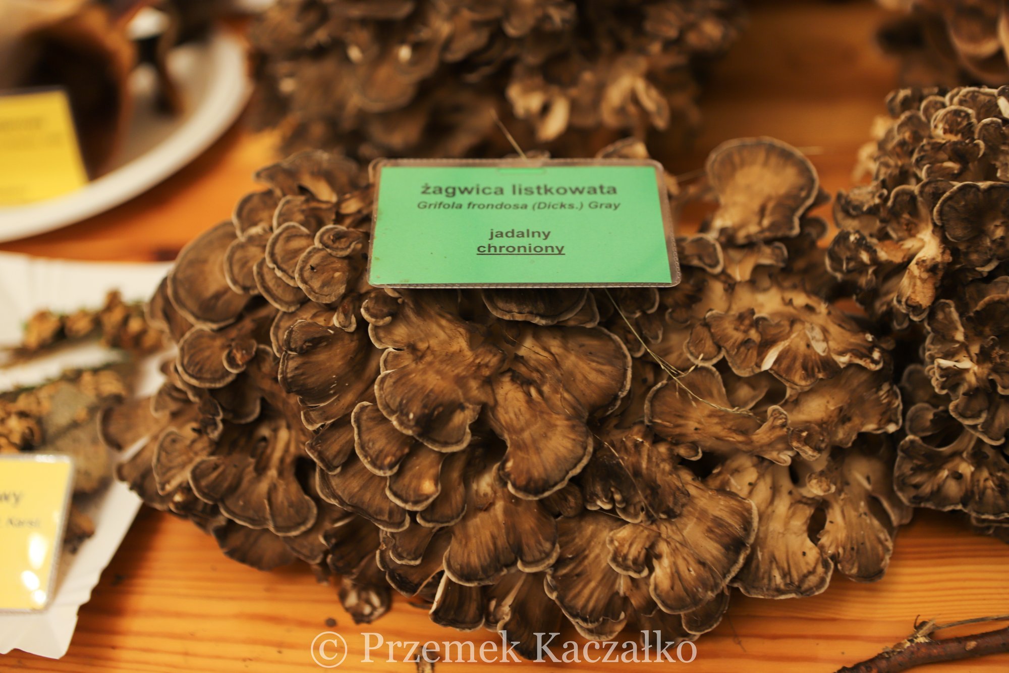 270-gatunkow-swiezych-grzybow-na-wystawie-108847