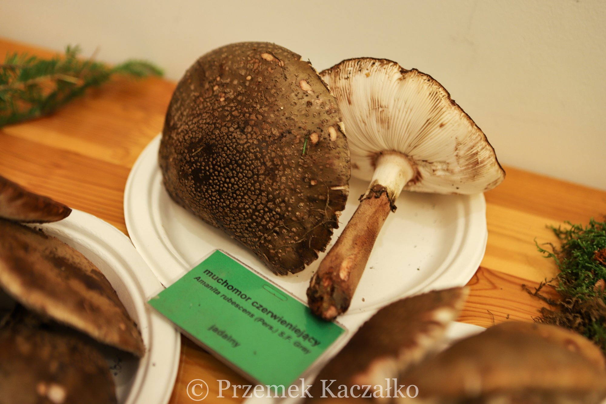 270-gatunkow-swiezych-grzybow-na-wystawie-108847