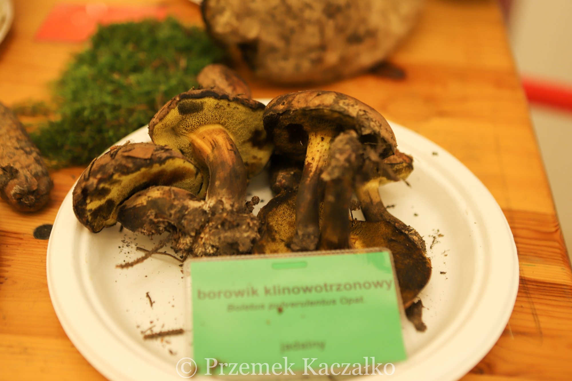 270-gatunkow-swiezych-grzybow-na-wystawie-108847