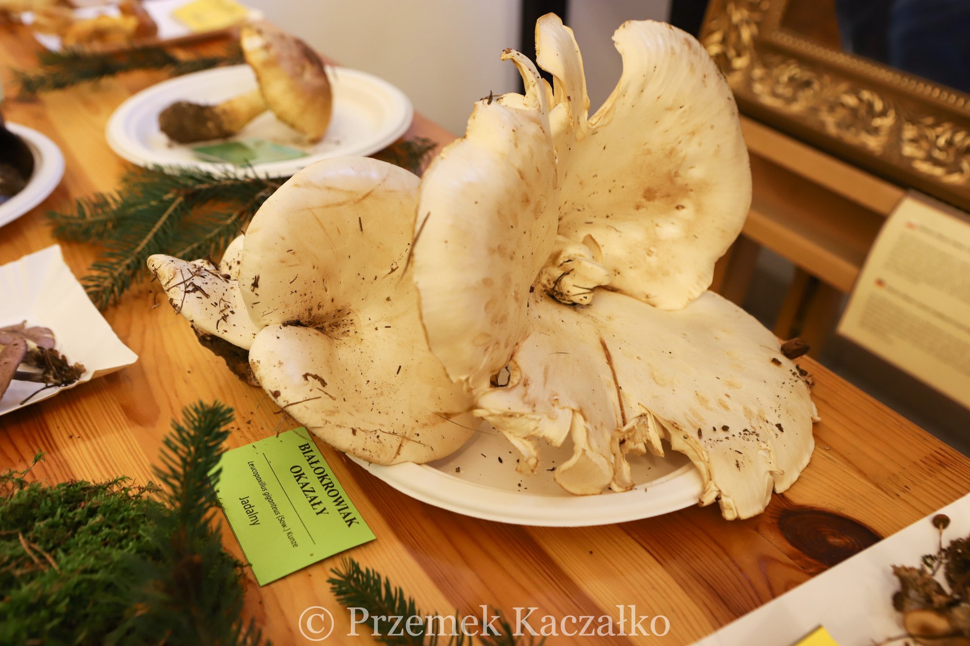 270-gatunkow-swiezych-grzybow-na-wystawie-108847