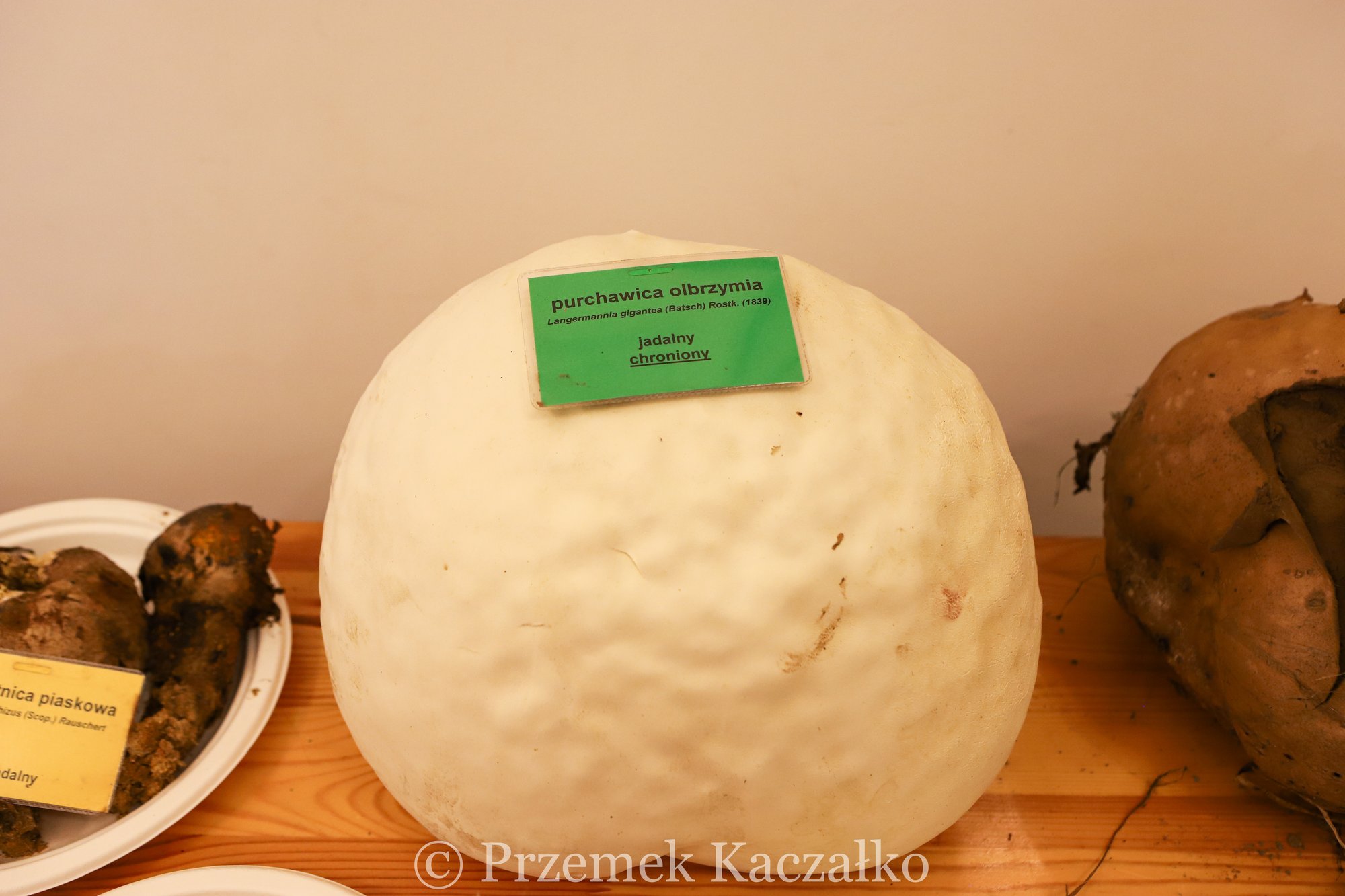 270-gatunkow-swiezych-grzybow-na-wystawie-108847