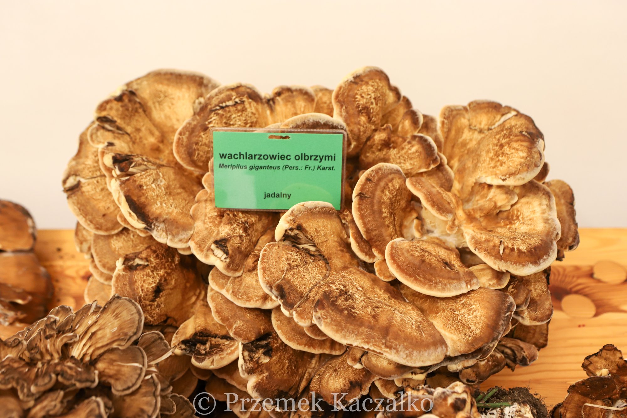270-gatunkow-swiezych-grzybow-na-wystawie-108847