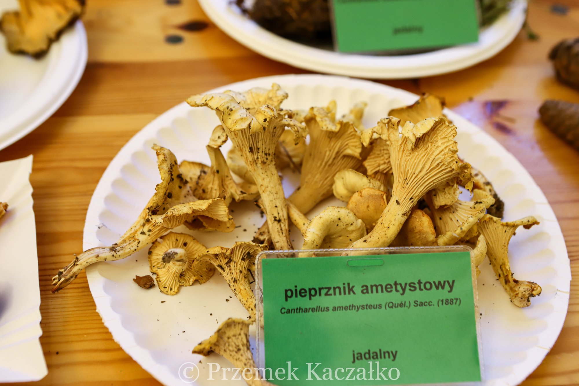 270-gatunkow-swiezych-grzybow-na-wystawie-108847