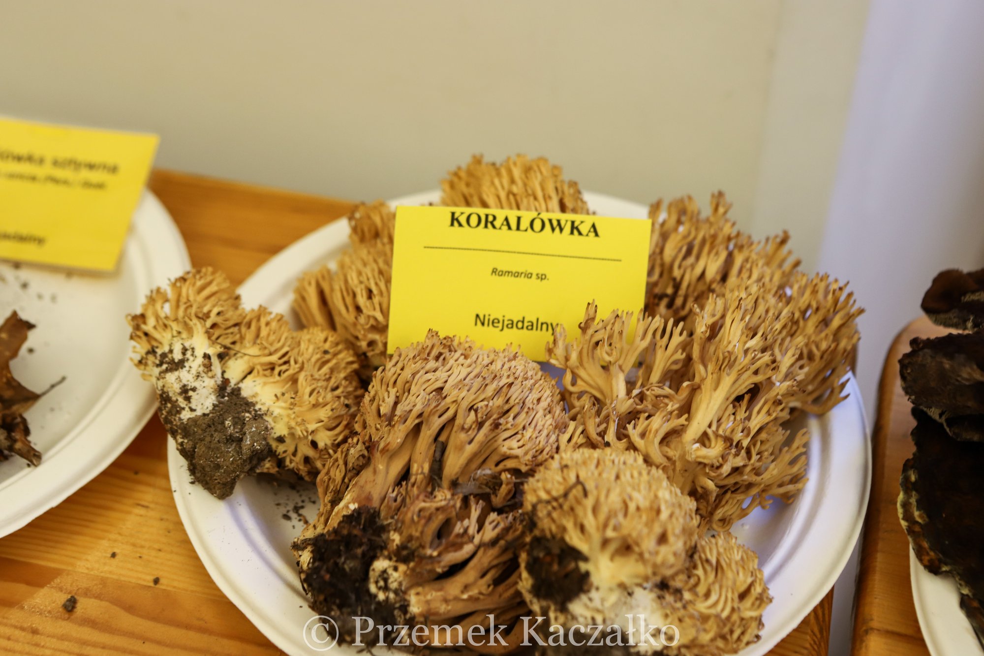 270-gatunkow-swiezych-grzybow-na-wystawie-108847