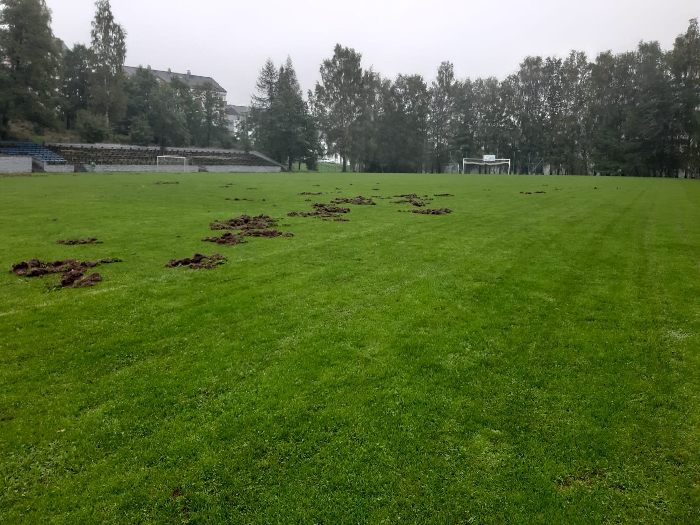 dziki-zniszczyy-murawe-stadionu-w-swieradowie-109079