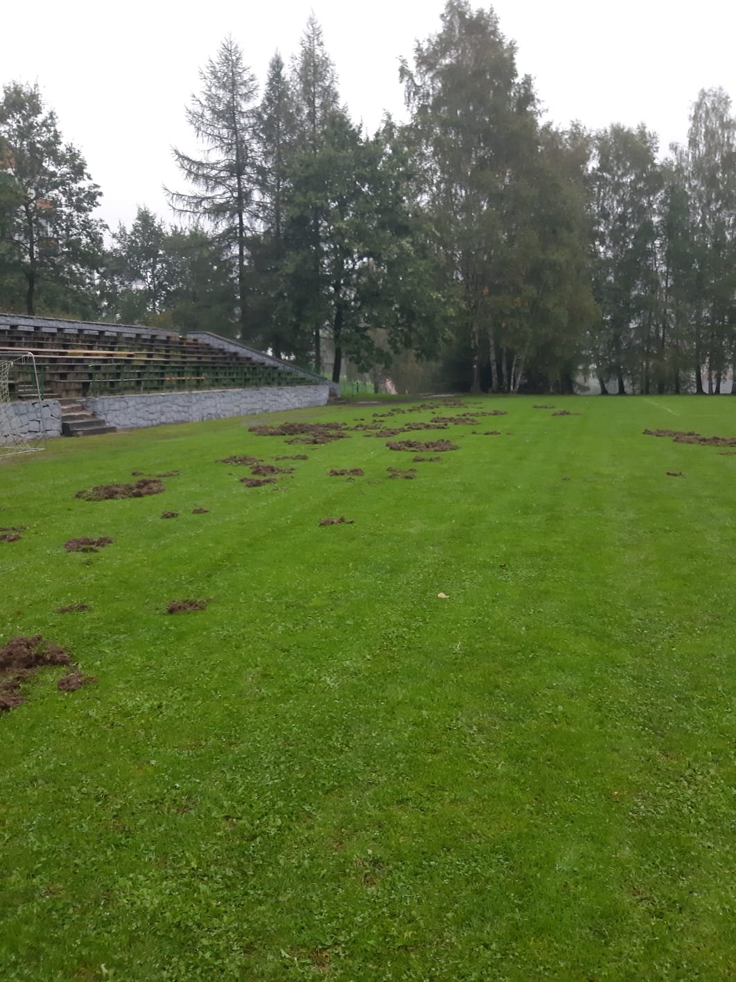 dziki-zniszczyy-murawe-stadionu-w-swieradowie-109079