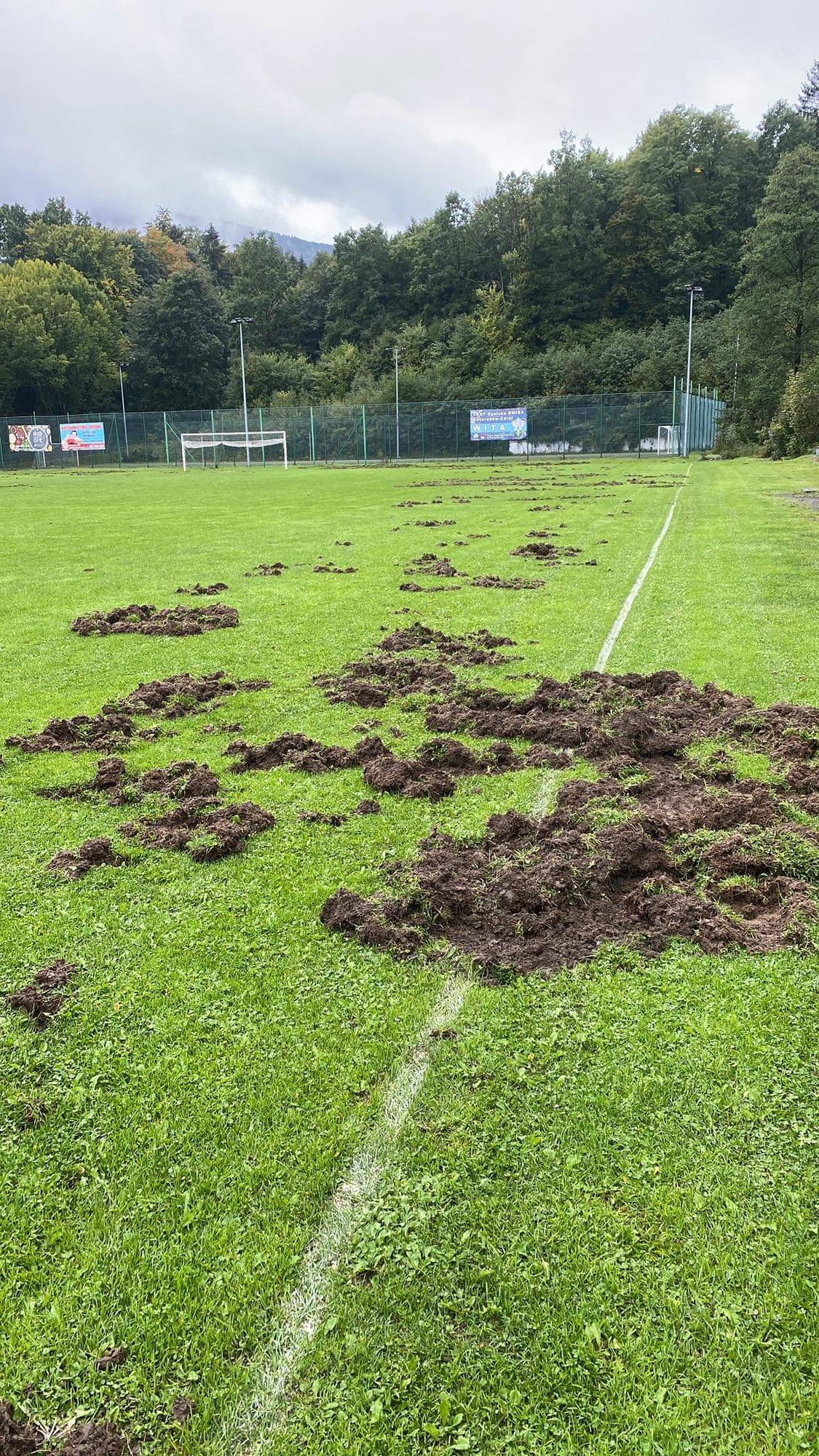 dziki-zniszczyy-murawe-stadionu-w-swieradowie-109079