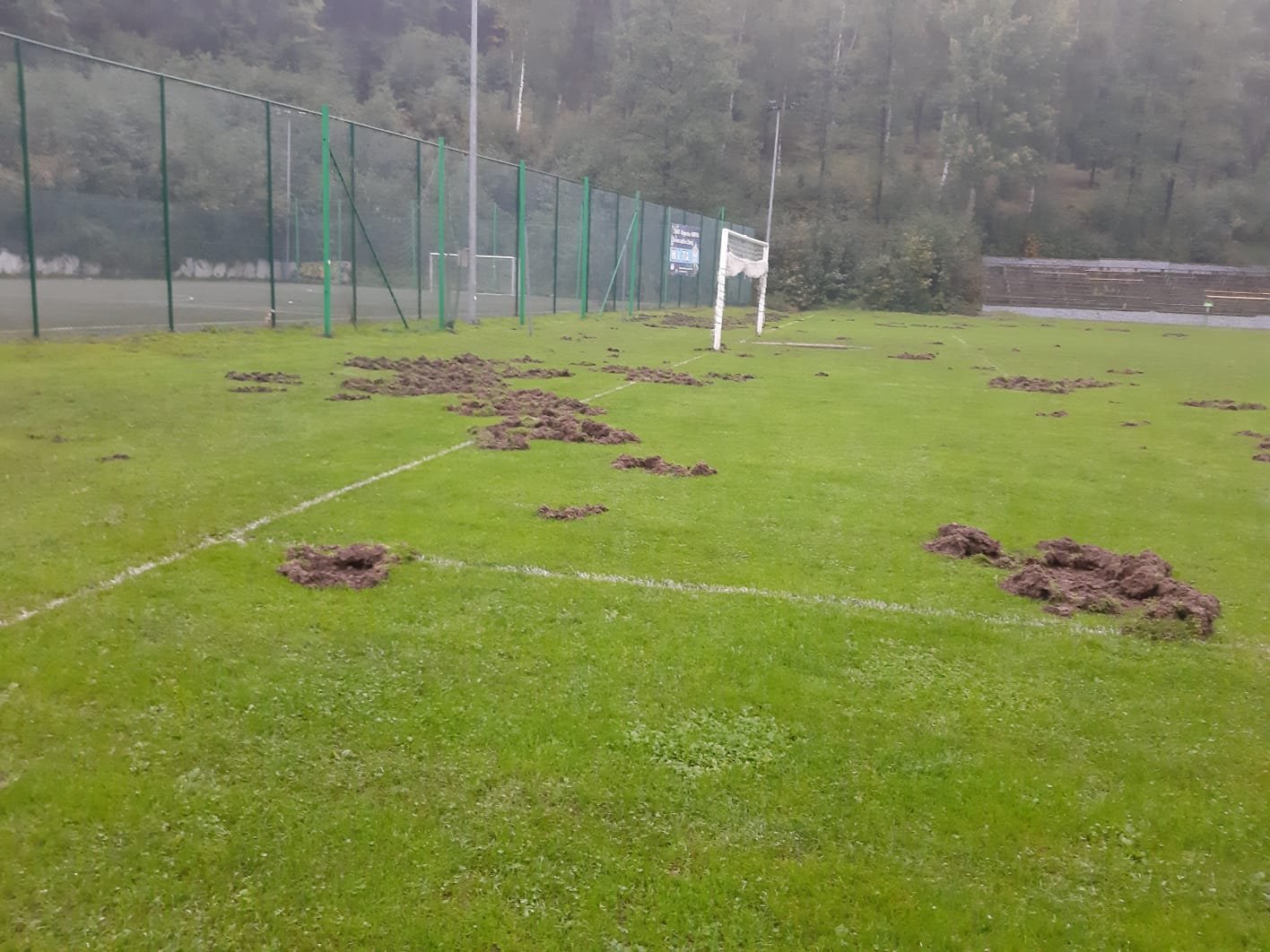dziki-zniszczyy-murawe-stadionu-w-swieradowie-109079